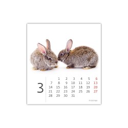 Stolní kalendář 2022 - Mini Pets