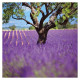 Nástěnný kalendář 2027 Provence                               