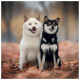 Nástěnný poznámkový kalendář 2027 Happy Doge