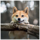 Nástěnný poznámkový kalendář 2027 Happy Doge