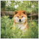 Nástěnný poznámkový kalendář 2027 Happy Doge