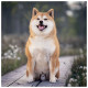 Nástěnný poznámkový kalendář 2027 Happy Doge