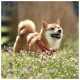 Nástěnný poznámkový kalendář 2027 Happy Doge