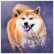 Nástěnný poznámkový kalendář 2027 Happy Doge
