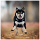 Nástěnný poznámkový kalendář 2027 Happy Doge