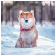 Nástěnný poznámkový kalendář 2027 Happy Doge
