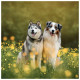 Nástěnný poznámkový kalendář 2027 Psi