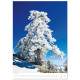 Nástěnný kalendář 2027 - Trees/Bäume/Stromy