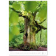 Nástěnný kalendář 2027 - Trees/Bäume/Stromy