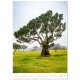 Nástěnný kalendář 2027 - Trees/Bäume/Stromy