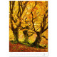 Nástěnný kalendář 2027 - Trees/Bäume/Stromy