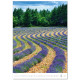 Nástěnný kalendář 2027 - Provence