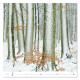Nástěnný kalendář 2027 - Forest/Wald/Les