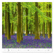 Nástěnný kalendář 2027 - Forest/Wald/Les