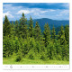 Nástěnný kalendář 2027 - Forest/Wald/Les