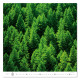 Nástěnný kalendář 2027 - Forest/Wald/Les