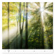 Nástěnný kalendář 2027 - Forest/Wald/Les