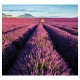 Nástěnný kalendář 2027 Kravata - Provence