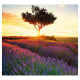 Nástěnný kalendář 2027 Kravata - Provence