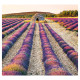 Nástěnný kalendář 2027 Kravata - Provence