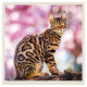 Nástěnný kalendář 2027 - Cats