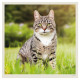 Nástěnný kalendář 2027 - Cats