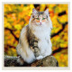 Nástěnný kalendář 2027 - Cats