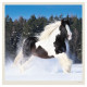 Nástěnný kalendář 2027 - Horses