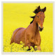 Nástěnný kalendář 2027 - Horses