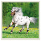 Nástěnný kalendář 2027 - Horses