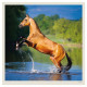 Nástěnný kalendář 2027 - Horses