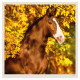 Nástěnný kalendář 2027 - Horses