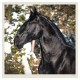 Nástěnný kalendář 2027 - Horses