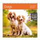 Nástěnný kalendář 2027 - Dogs